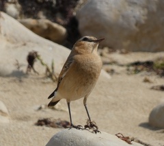 Cisticole-des-joncs-0