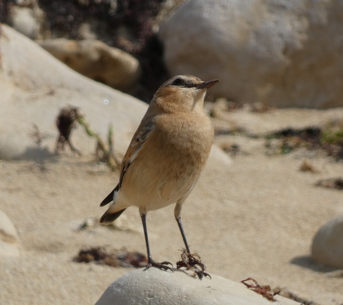 Cisticole-des-joncs-0