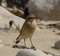 Cisticole-des-joncs-1