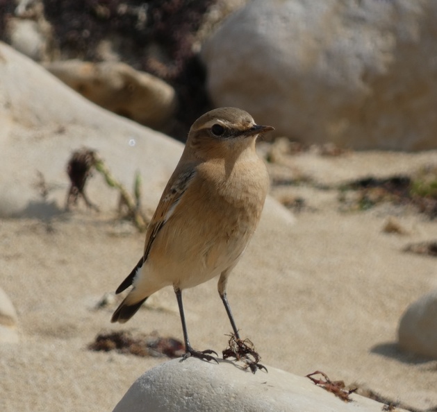 Cisticole-des-joncs-1