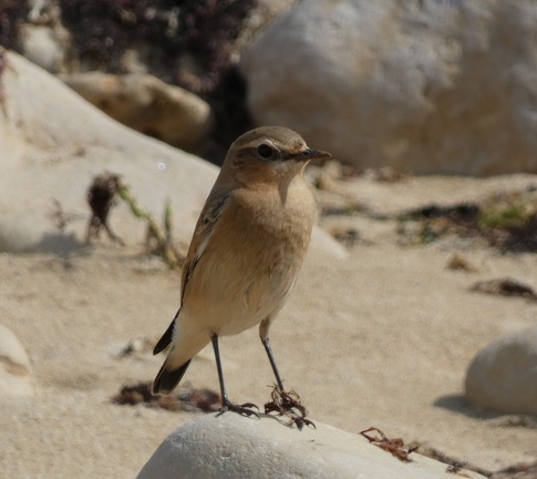 Cisticole-des-joncs-2