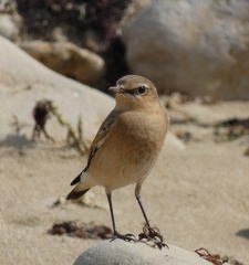 Cisticole-des-joncs-3