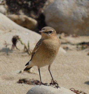 Cisticole-des-joncs-3