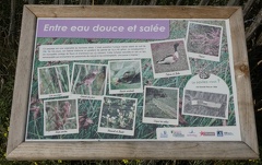 Entre-eau-douce-et-eau-sallée-Ré