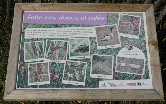 Entre-eau-douce-et-eau-sallée-Ré