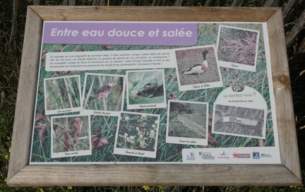 Entre-eau-douce-et-eau-sallée-Ré