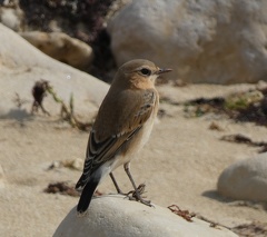 Cisticole-des-joncs-4