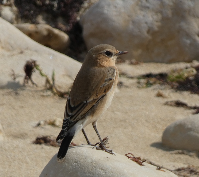 Cisticole-des-joncs-4