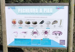 coquillages crustacés sur l'Estran de la pointe du  Grouin