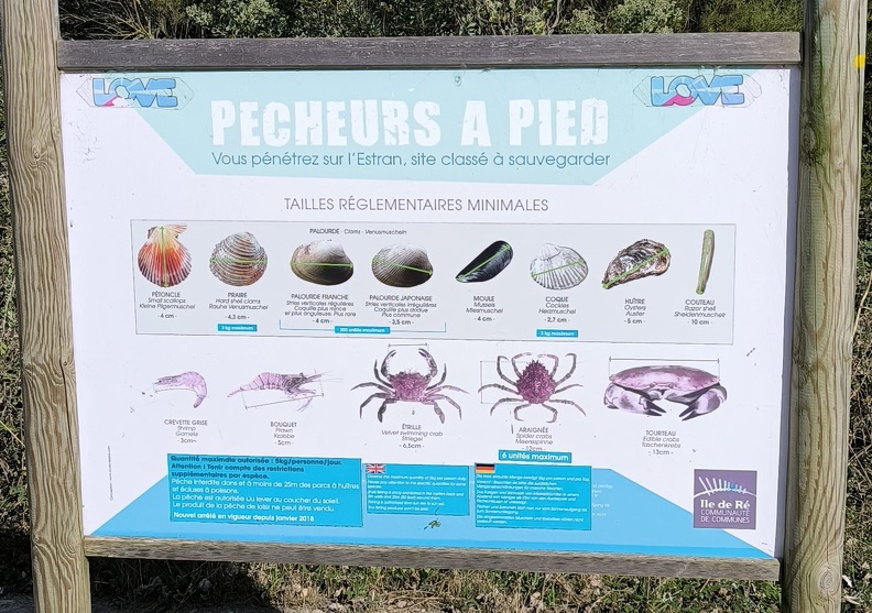 coquillages crustacés sur l'Estran de la pointe du  Grouin