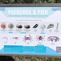coquillages crustacés sur l'Estran de la pointe du  Grouin